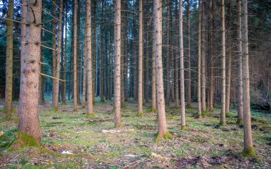 Wenger Moos 'un güzel doğası Wallersee, Salzburg, Avusturya