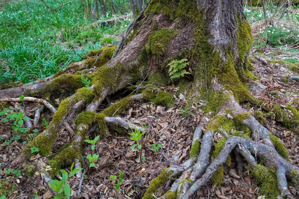 Grönt Träd Vacker Skog — Stockfoto