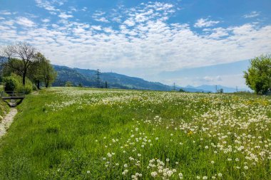 Güneşli bir günde karahindiba ve diğer bitkilerle dolu taze yeşil tarla.