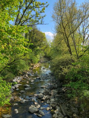 Güneşli bir günde karahindiba ve diğer bitkilerle dolu taze yeşil tarla.