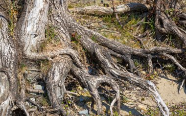 Vorarlberg, Avusturya 'daki Constance Gölü' nde yerel dinlenme alanı.