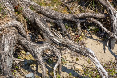 Vorarlberg, Avusturya 'daki Constance Gölü' nde yerel dinlenme alanı.