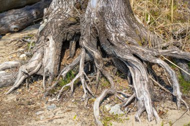 Vorarlberg, Avusturya 'daki Constance Gölü' nde yerel dinlenme alanı.