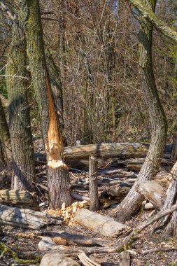 Vorarlberg, Avusturya 'daki Constance Gölü' nde yerel dinlenme alanı.