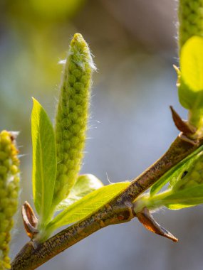 İlkbaharda Vorarlberg, Avusturya 'daki Constance Gölü' ndeki yerel bir dinlenme alanında bitkilerin yakın çekimi.
