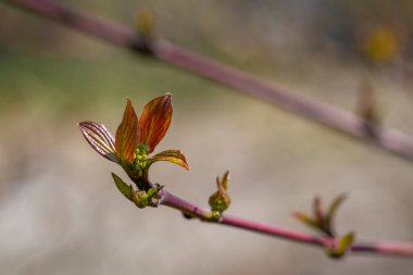 İlkbaharda Vorarlberg, Avusturya 'daki Constance Gölü' ndeki yerel bir dinlenme alanında bitkilerin yakın çekimi.