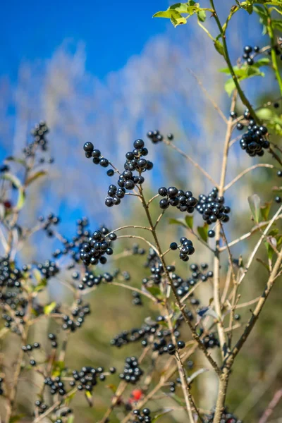 Wild Berries River Bizauer Bach Austria — Stock Photo, Image