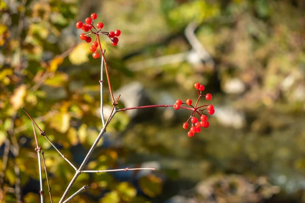 Wild Berries River Bizauer Bach Austria — Stock Photo, Image