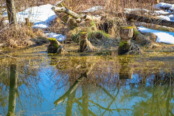 Местная Зона Отдыха Озере Констанция Форарльберге Австрия — стоковое фото
