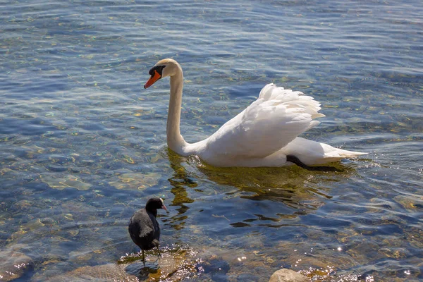 White swan on the lake Constance in Vorarlberg, Austria