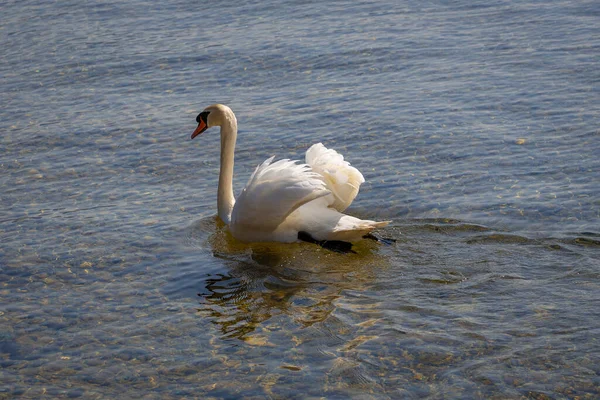 Белый Лебедь Озере Констанция Форарльберге Австрия — стоковое фото