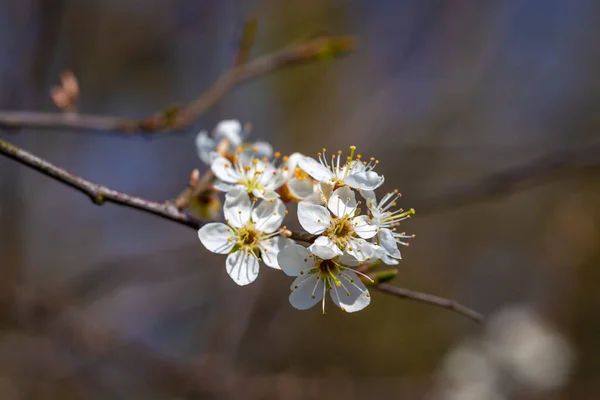 Disparo Cercano Plantas Primavera Área Recreativa Local Lago Constanza Vorarlberg — Foto de Stock