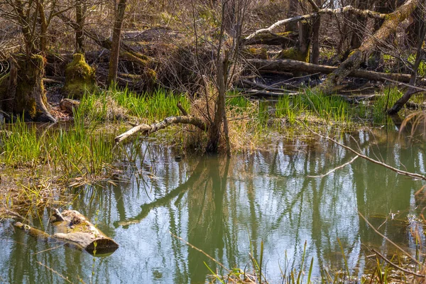 Lokalt Rekreationsområde Vid Sjön Constance Vorarlberg Österrike — Stockfoto