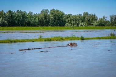 Sert ve Fussach, Vorarlberg, Avusturya 'da Ren manzaraları sel gibi akıyor