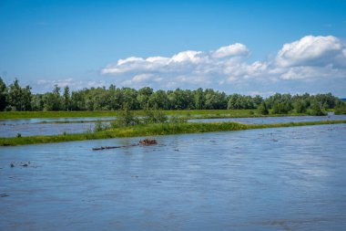 Sert ve Fussach, Vorarlberg, Avusturya 'da Ren manzaraları sel gibi akıyor