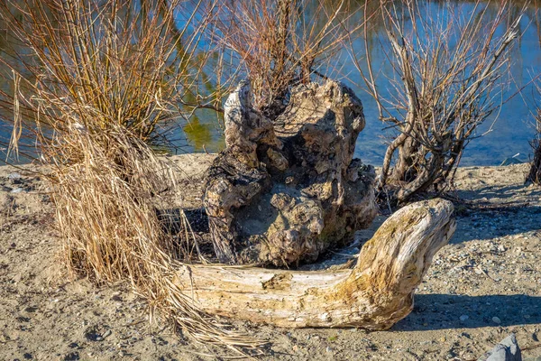 Driftwood Lake Constance — Stock Photo, Image