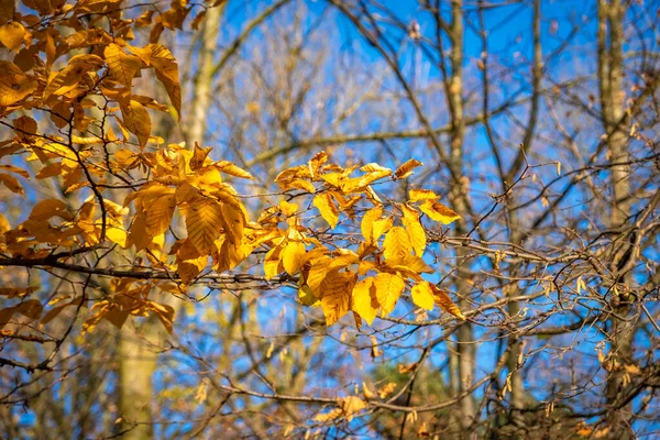 Automne Schwarzbach Lochau Lac Constance Autriche — Photo