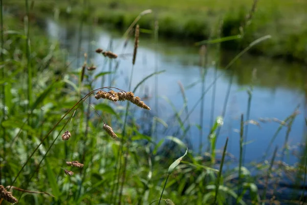 Walking Canal Lustenau Vorarlberg Austria — Stock Photo, Image