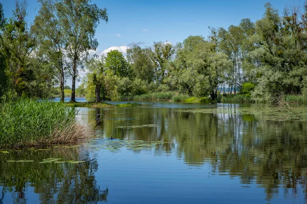 Inondation Rhin Hard Lake Constance — Photo