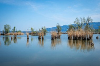 Schleienloch, Hard, Vorarlberg, Avusturya 'da çok güzel bir dinlenme yeri.