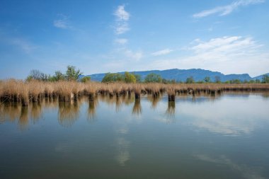 Hard, Vorarlberg, Avusturya 'daki Schleienloch' ta harika bir dinlenme yeri. 