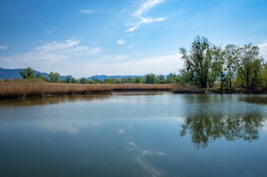 Hard, Vorarlberg, Avusturya 'daki Schleienloch' ta harika bir dinlenme yeri. 
