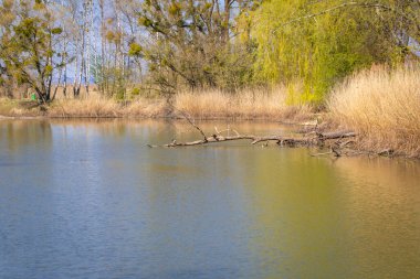 Rhine deltasındaki yerel bir dinlenme alanındaki sudaki ağaçların yansımaları.
