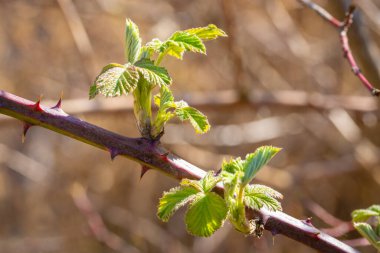 Ren Deltası 'ndaki yerel bir dinlenme alanındaki ağaçlara yakın çekim.