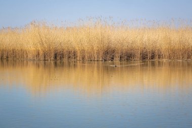 Avusturya, Constance Gölü 'nde yerel dinlenme alanı