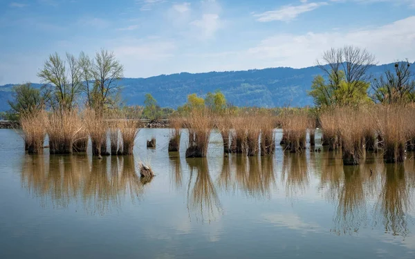 Schleienloch Hard Vorarlberg Australiaの素晴らしい地元のレクリエーションエリア — ストック写真