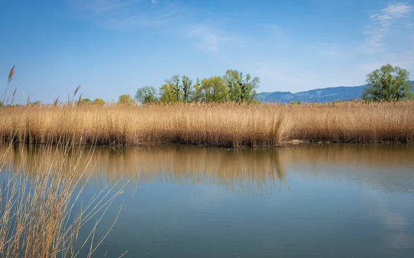 Very Wonderful Local Recreation Area Schleienloch Hard Vorarlberg Austria — Stock Photo, Image