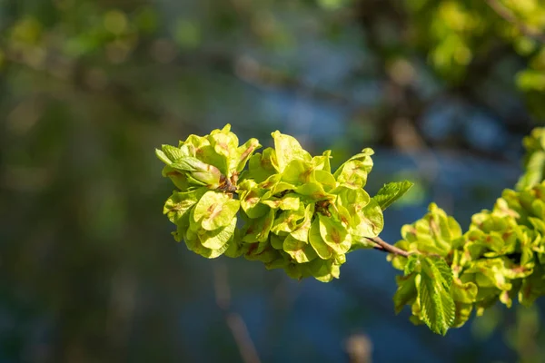 Primer Plano Nuevas Plantas Primavera — Foto de Stock