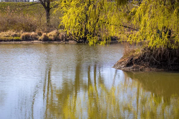 Reflections Trees Water Local Recreation Area Rhine Delta — Stock Photo, Image