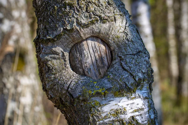 Närbild Bark Björkar Ett Lokalt Rekreationsområde Vid Bodensjön — Stockfoto