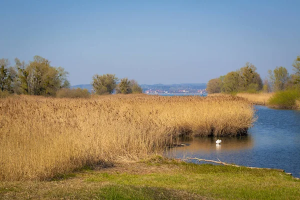 Zone Loisirs Locale Lac Constance Autriche — Photo