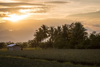 Filipinler, Mindanao 'da bir ananas tarlasında gün batımı