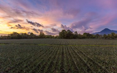 Filipinler, Mindanao 'da bir ananas tarlasında gün batımı