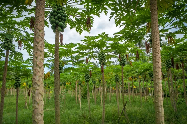 Área Recreación Local Maravillosa Lago Cebú Tirolina Mindanao —  Fotos de Stock