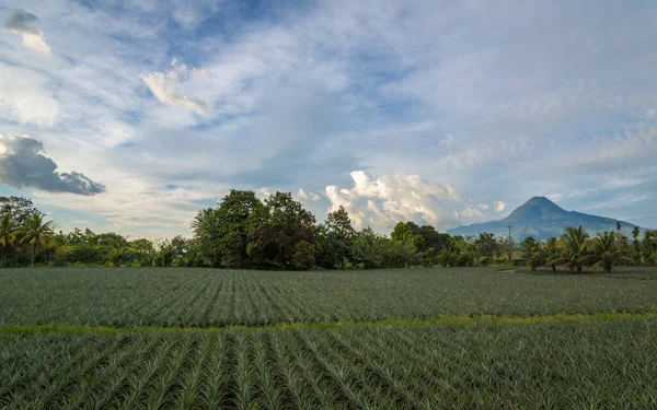Filipinler, Mindanao 'da bir ananas tarlasında gün batımı