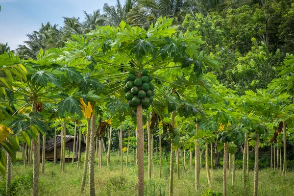 Plantas Frutales Tropicales Árboles —  Fotos de Stock