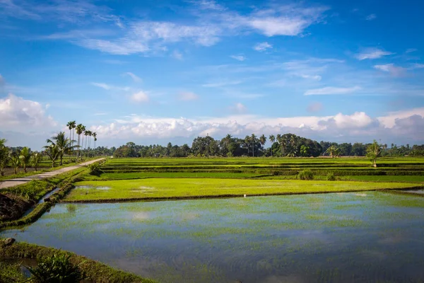 Campos Agricultura Arroz Nas Filipinas Fotografias De Stock Royalty-Free