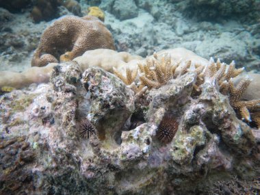 Filipinlerdeki Mindanao 'daki mercan kayalıkları