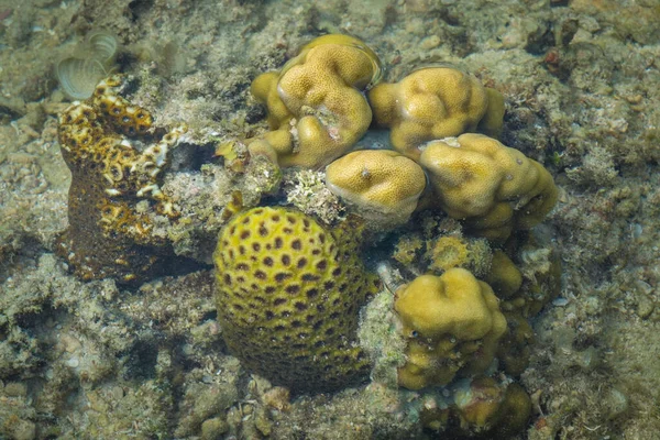 Кораловий Риф Мінданао Філіппіни — стокове фото
