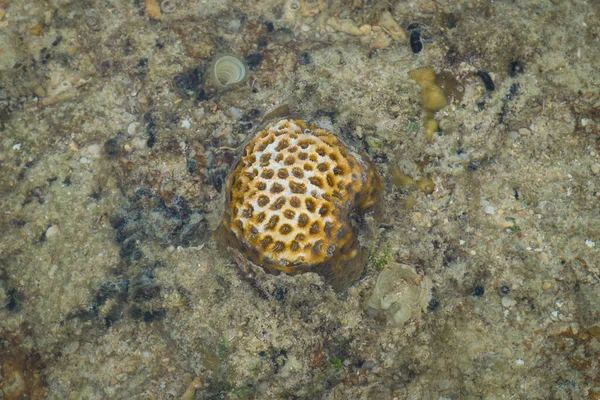 Arrecife Coral Mindanao Filipinas —  Fotos de Stock