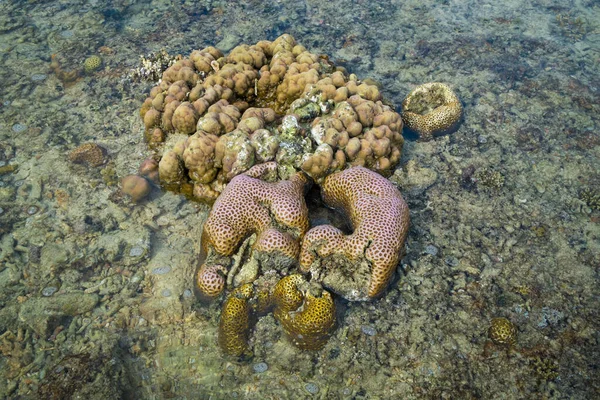 Koraalrif Mindanao Filipijnen — Stockfoto