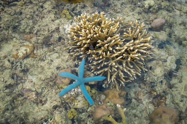 フィリピンのミンダナオ島のサンゴ礁 — ストック写真