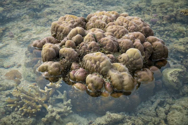 Recifes Coral Mindanao Nas Filipinas — Fotografia de Stock