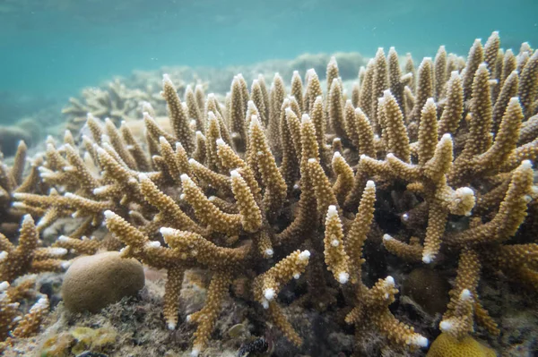 菲律宾棉兰老岛的珊瑚礁 — 图库照片