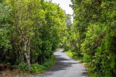 İspanya 'daki Kanarya Adaları' ndaki tropik orman manzarası