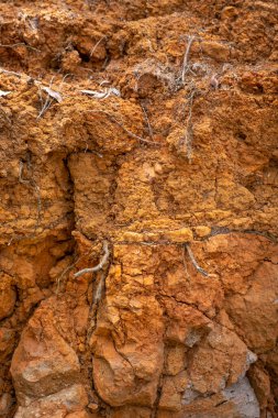 İspanya 'daki Kanarya Adaları' nda.